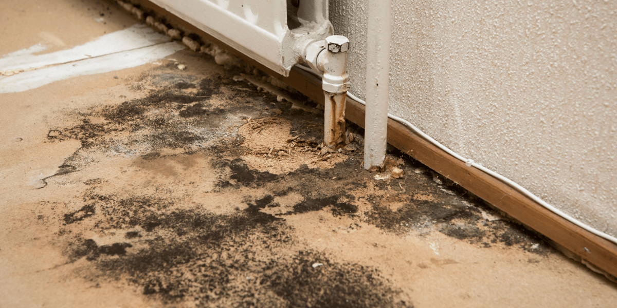 10 warning signs of mold