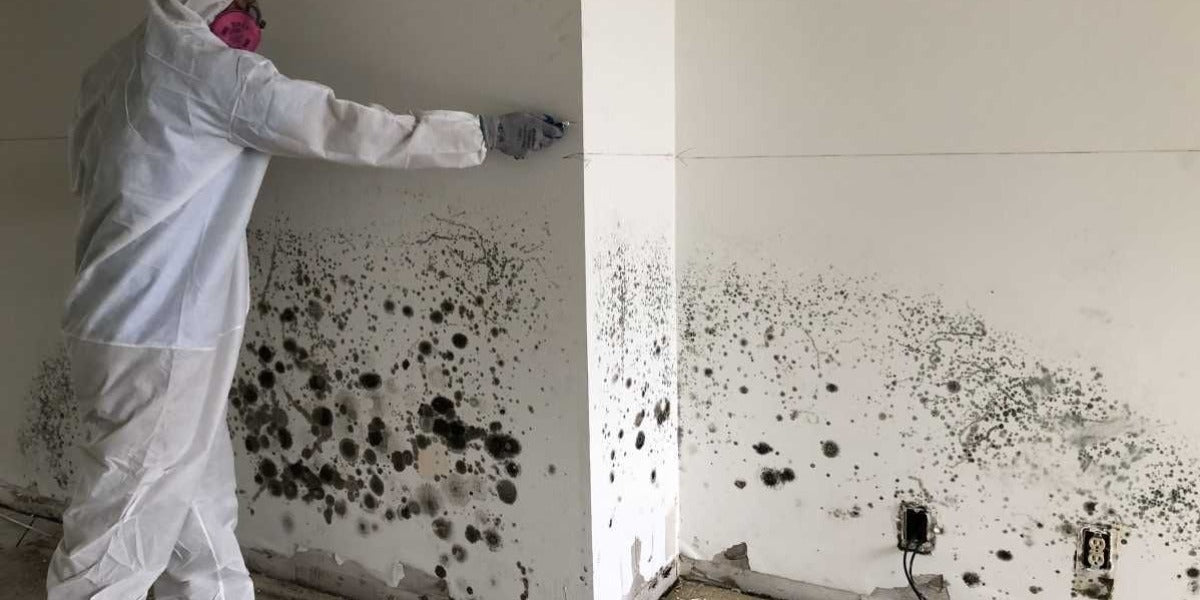 How To Remove Mold From Painted Walls