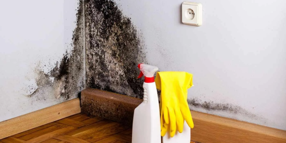 how to remove mold from inside walls